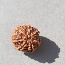 Natural Rudraksha bead