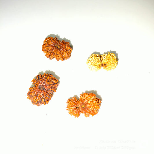 Gauri Shankar Rudraksha | Vedic crystals