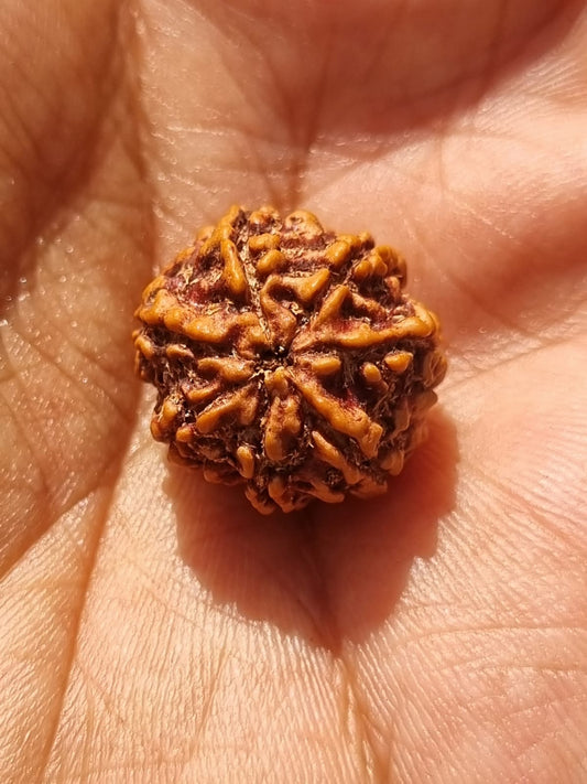 7 mukhi Rudraksha