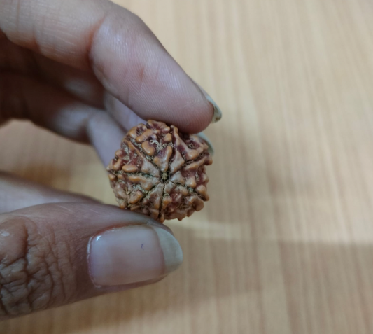 How to Wear a 7 Mukhi Rudraksha (Saath Mukhi Rudraksha)