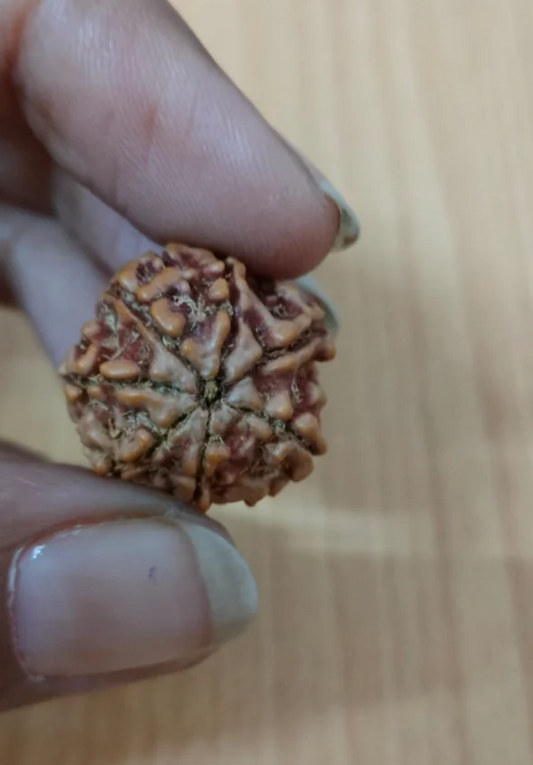 Rudraksha