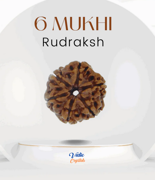 6 Mukhi Rudraksha