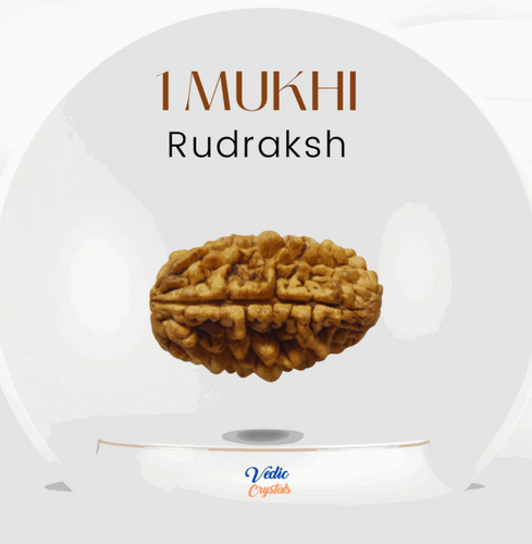 1 Mukhi Rudraksha