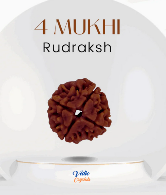 4 Mukhi Rudraksha