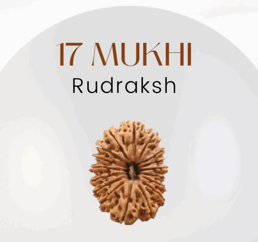 17 Mukhi Rudraksha