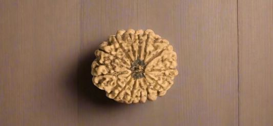 13 Mukhi Rudraksha