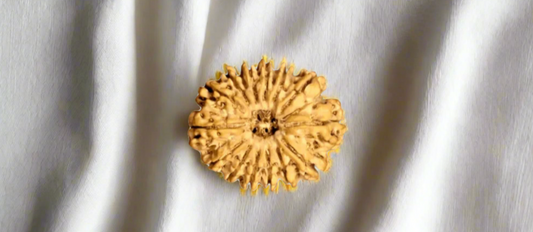 14 Mukhi Rudraksha