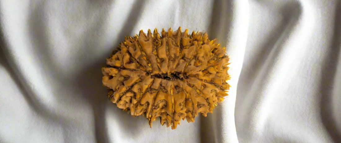 15 Mukhi Rudraksha