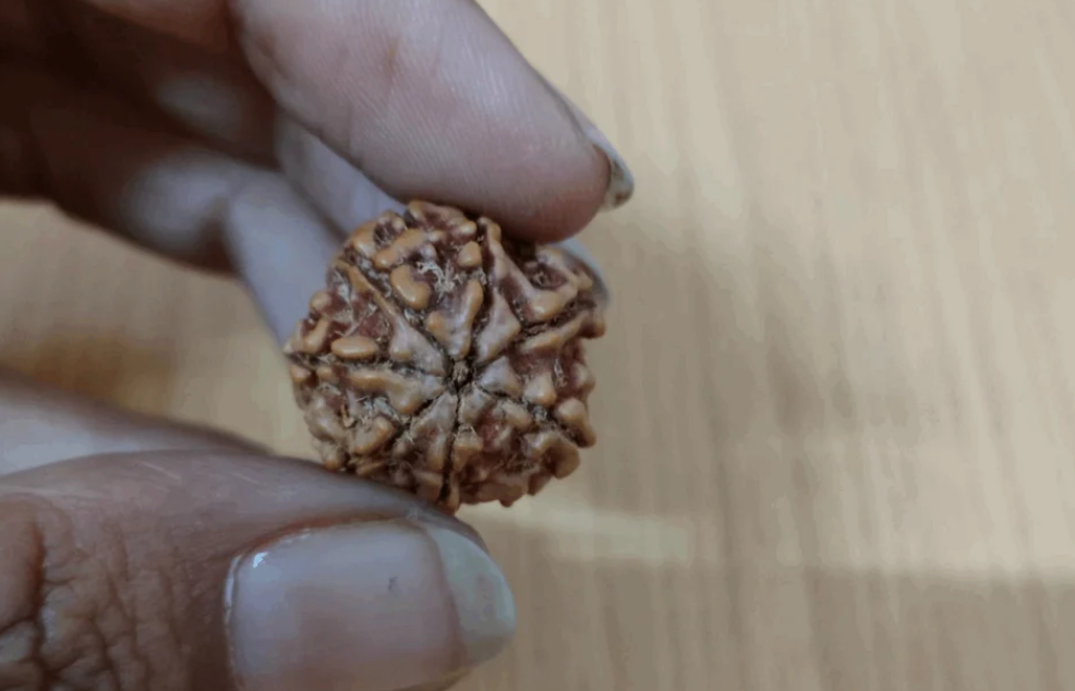 7 Mukhi Rudraksha