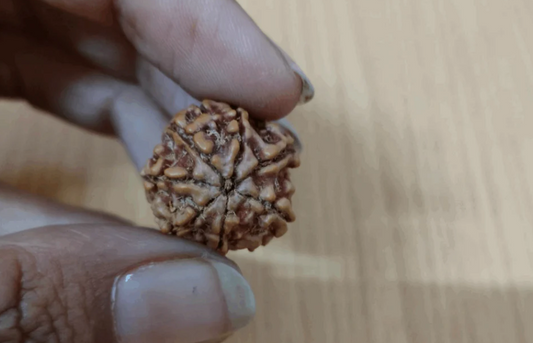 7 Mukhi Rudraksha