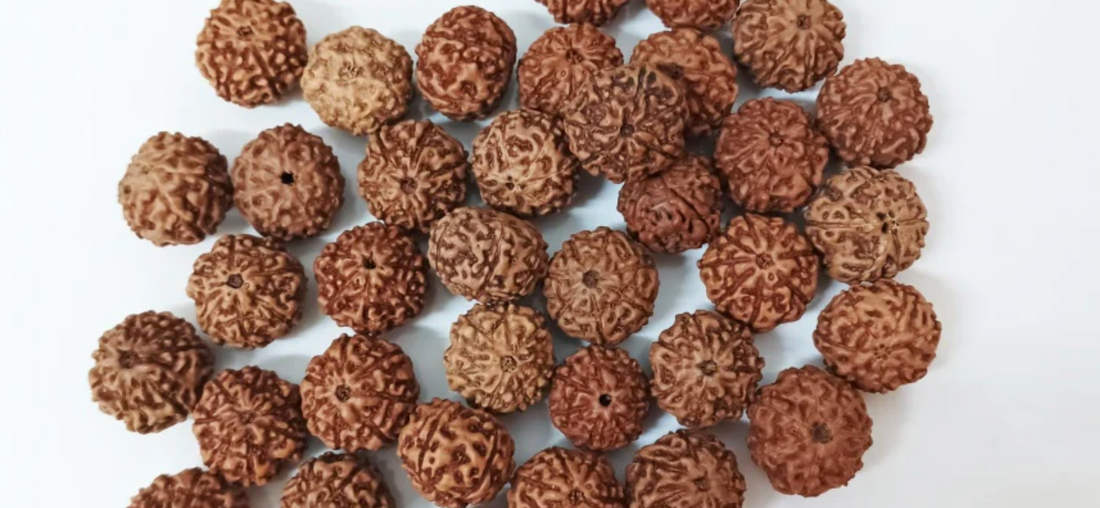 5 Mukhi Rudraksha