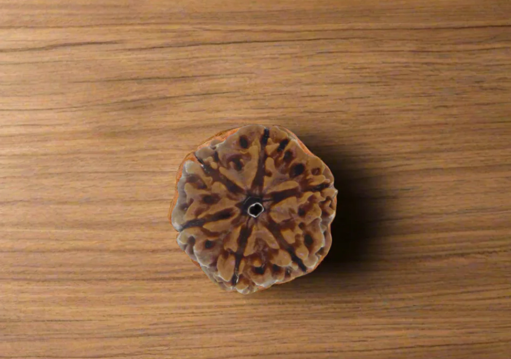 6 Mukhi Rudraksha 