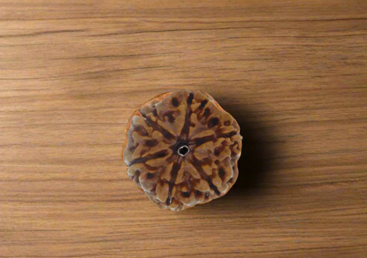 6 Mukhi Rudraksha 