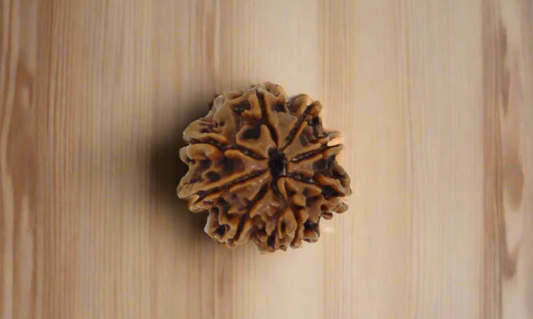 8 Mukhi Rudraksha