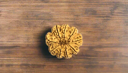 9 Mukhi Rudraksha