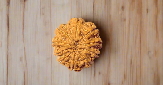 10 Mukhi Rudraksha