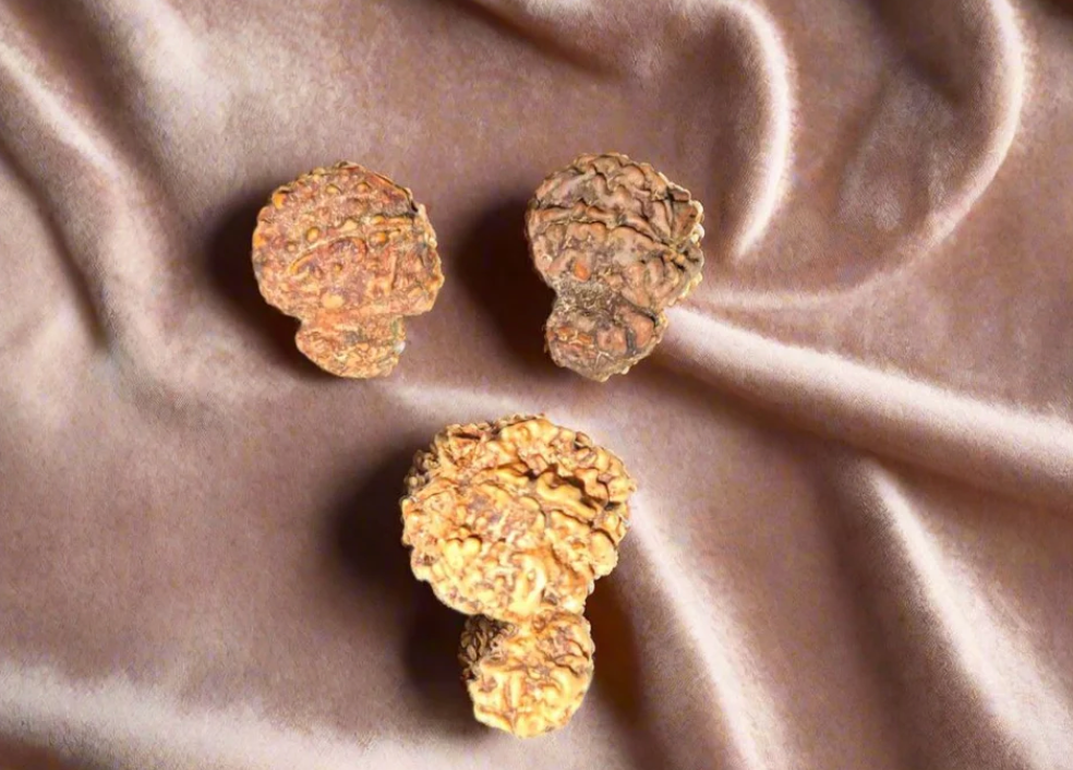 Garbh Gauri Rudraksha