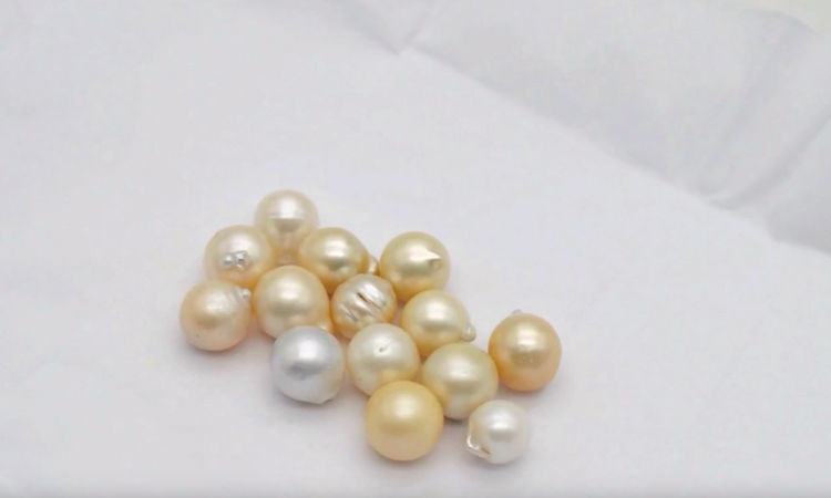 Golden Pearl | Golden Moti