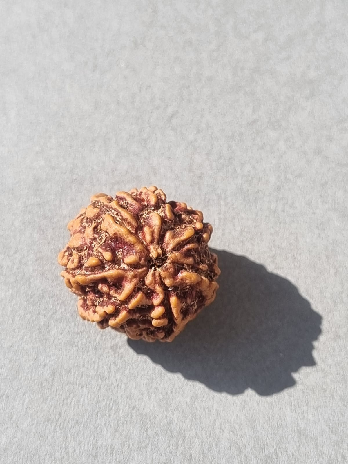 7 Mukhi Rudraksha