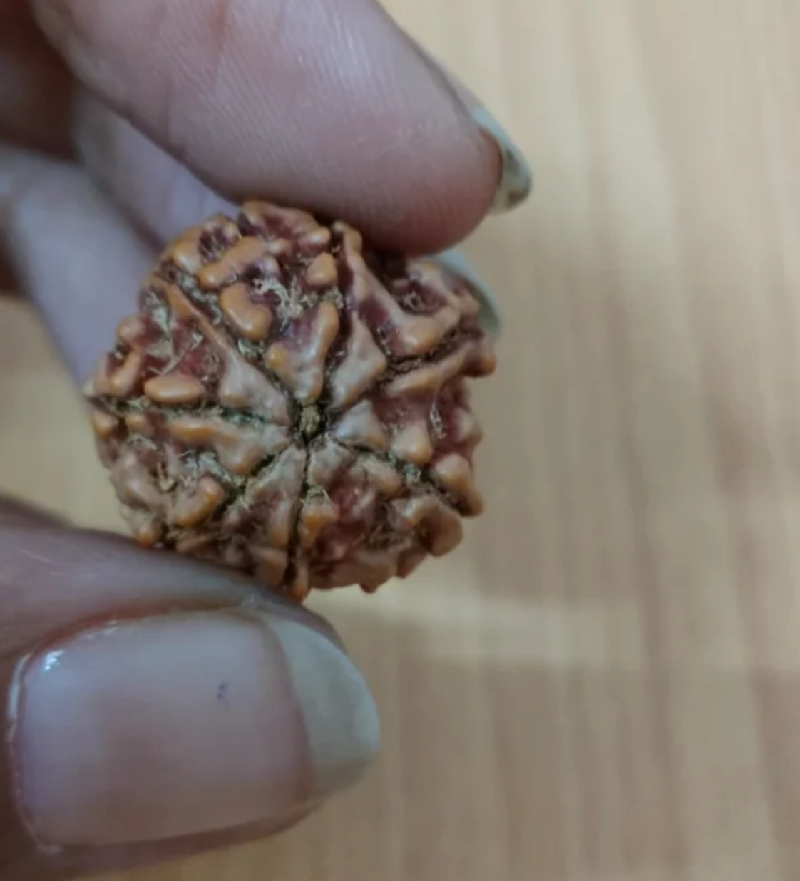 Rudraksha