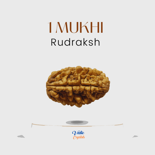 Best Price 1 Mukhi Rudraksha (Ek Mukhi) | Lord Shiva image