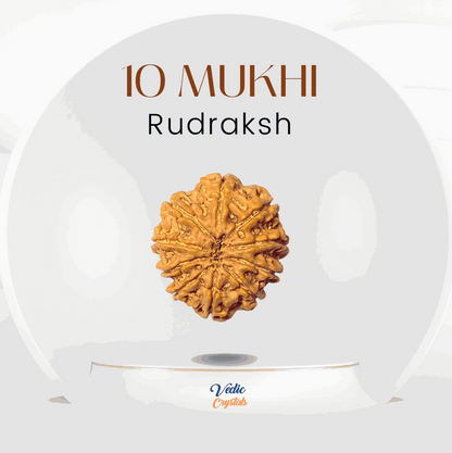 Best Price 10 Mukhi Rudraksha | Dus Mukhi Rudraksha |Lord Vishnu