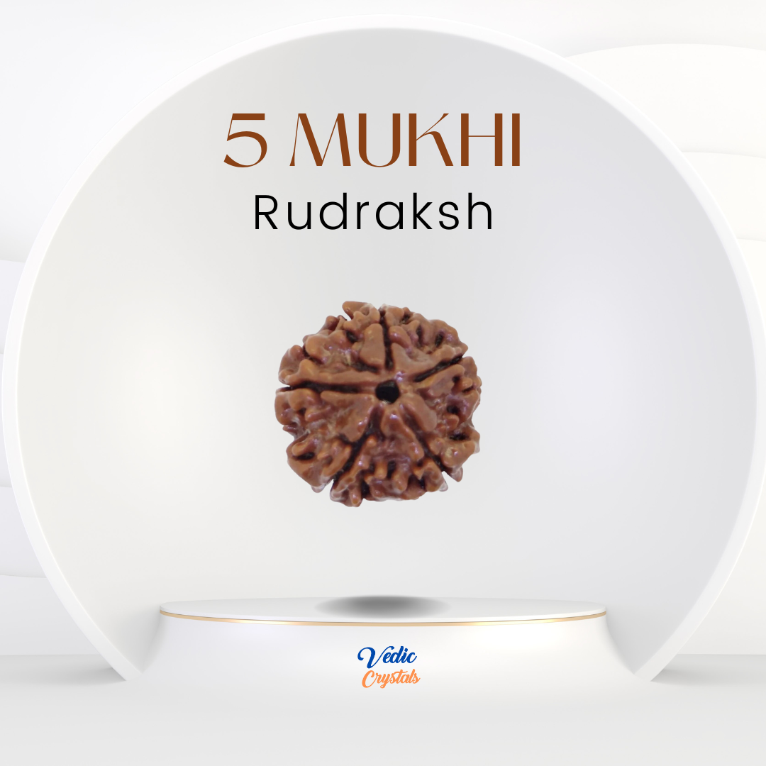 5 Mukhi (Paanch Mukhi) Rudraksha - Embodiment of Lord Shiva's Grace