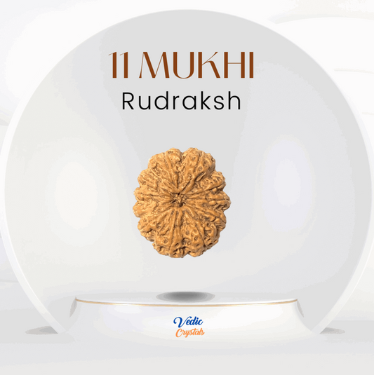 11 Mukhi Rudraksha | Lord Rudra (Shiva) | Wisom & Protection | Best Price