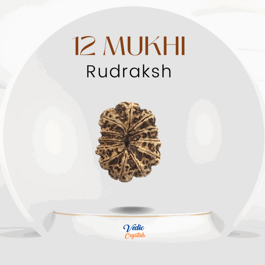 12 Mukhi (Barah Mukhi) Rudraksha | Power of Sun God | best priceimage