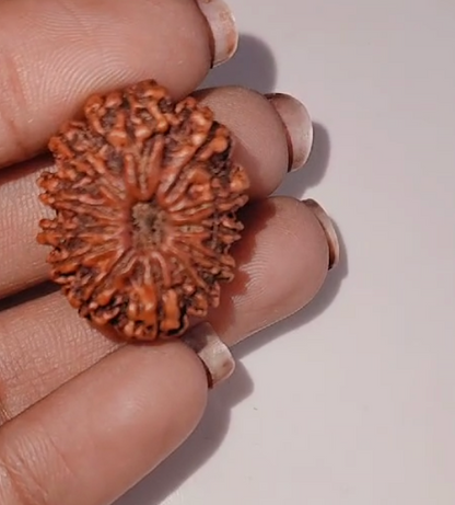 12 Mukhi Rudraksha