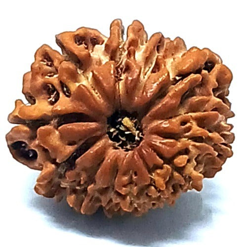 13 Mukhi Rudraksha