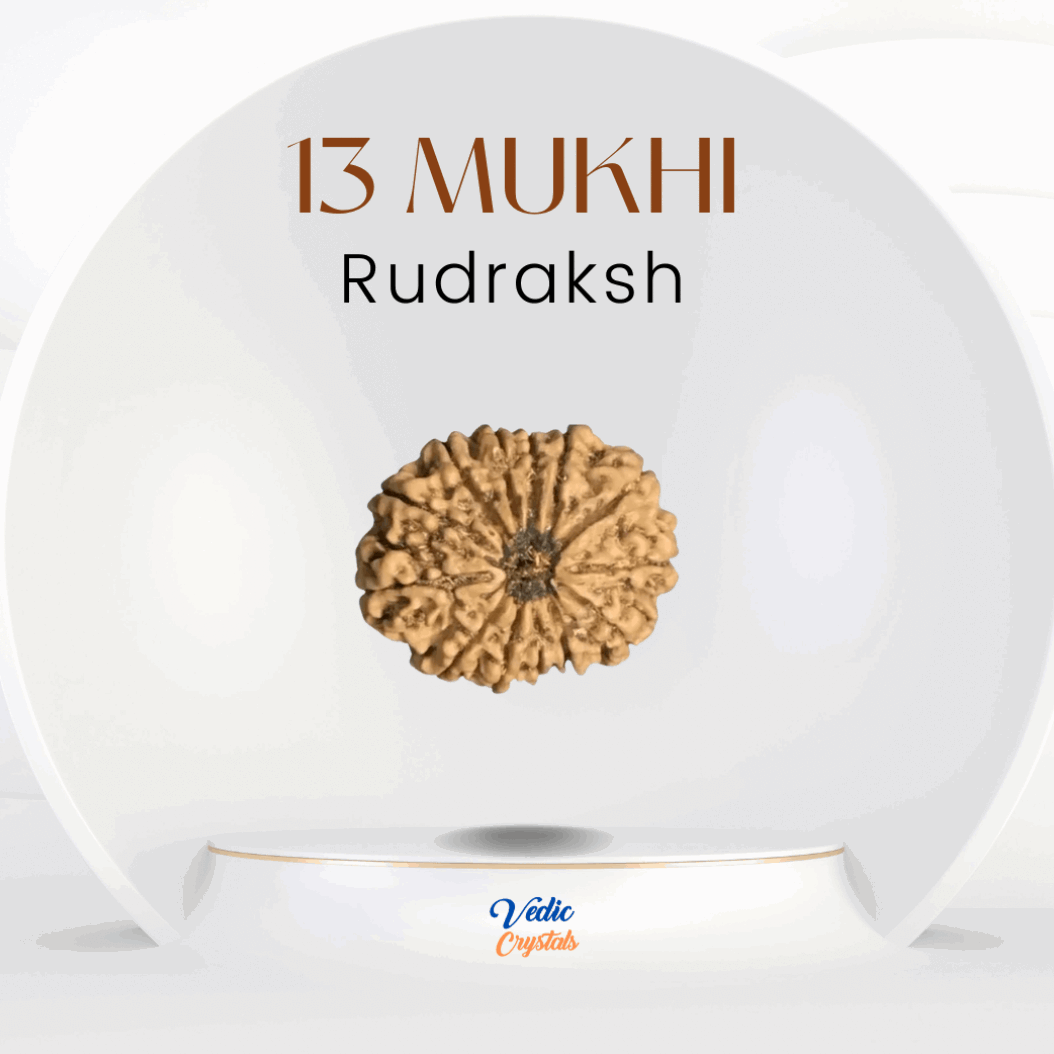 13 Mukhi (Terah Mukhi) Rudraksh