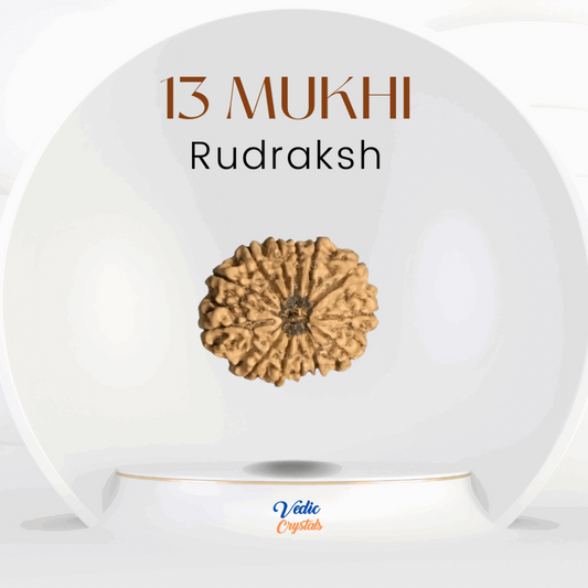 13 Mukhi (Terah Mukhi) Rudraksh