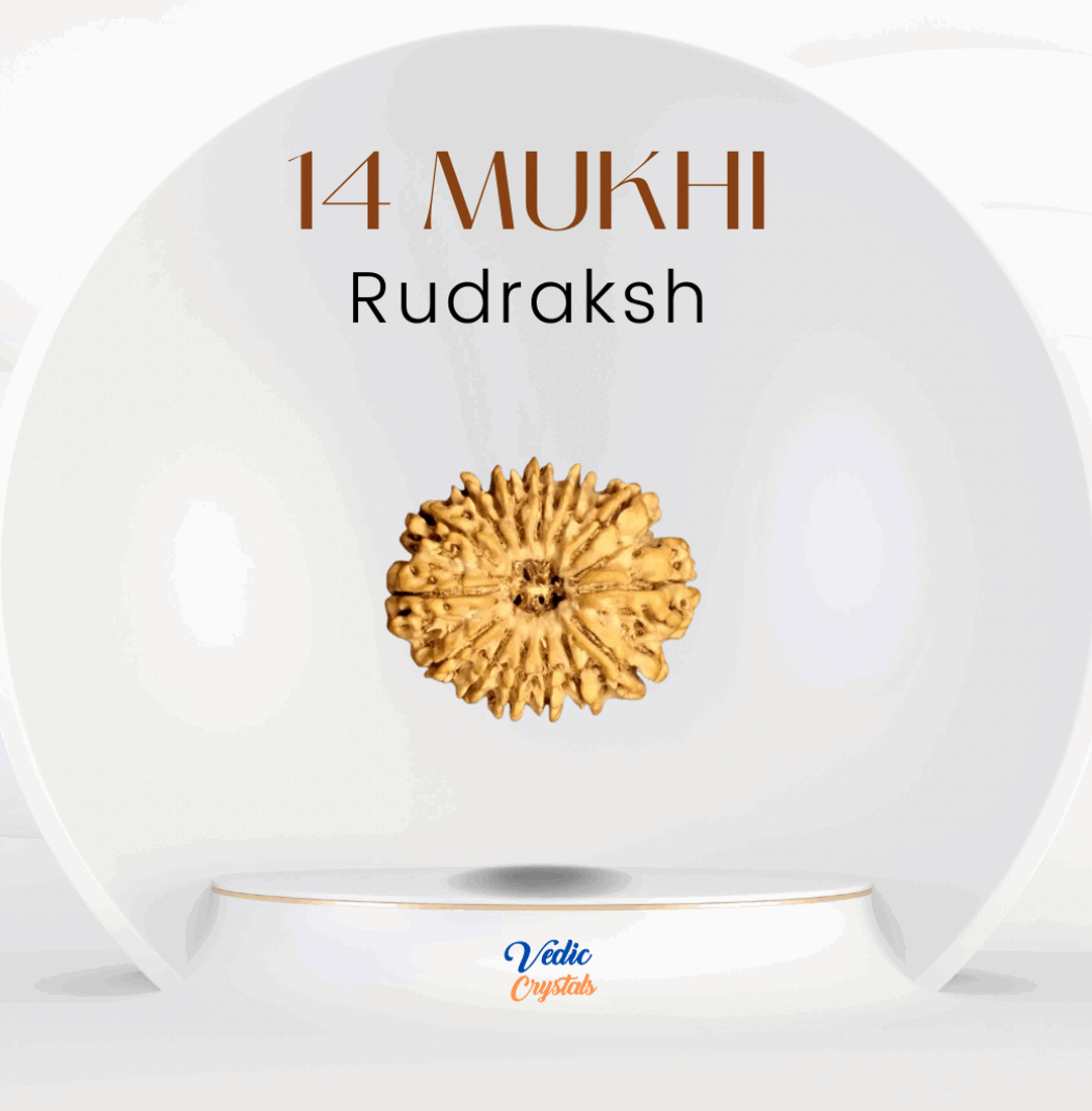 14 Mukhi Rudraksha | Devamani