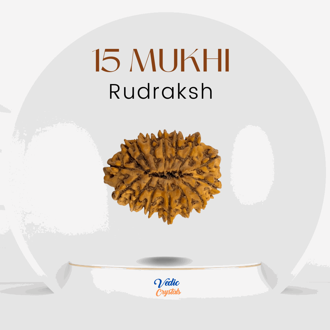 15 Mukhi Rudraksha