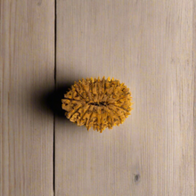 15 Mukhi Rudraksha