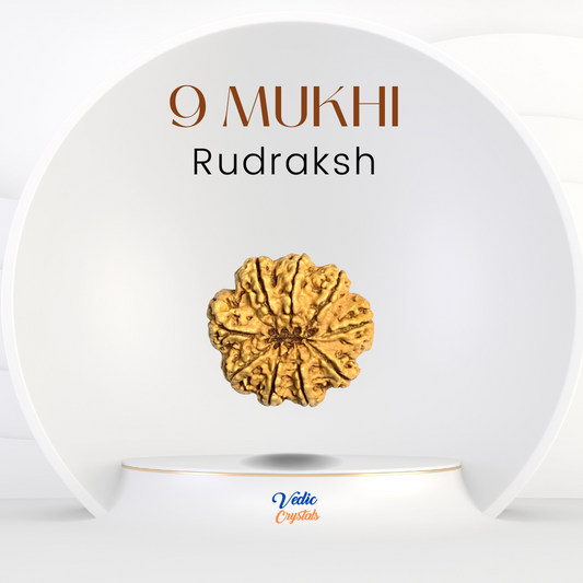 9 Mukhi (Nau Mukhi) Rudraksha | Goddess Durga
