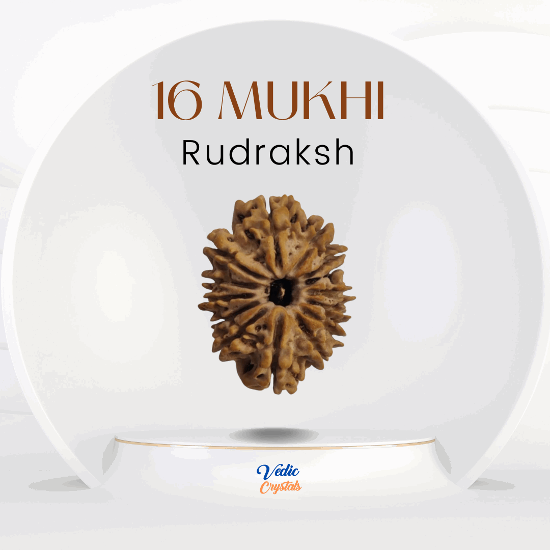 16 Mukhi Rudraksha | Solah Mukhi Rudraksha