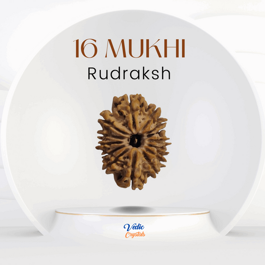 16 Mukhi Rudraksha | Solah Mukhi Rudraksha