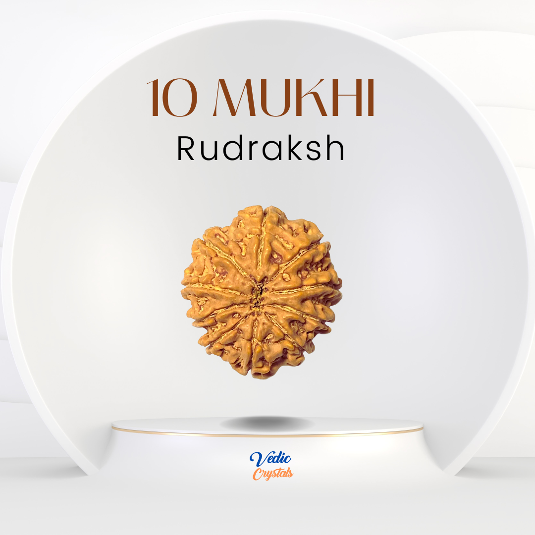 Best Price 10 Mukhi (Dus Mukhi) Rudraksha | Lord Vishnu