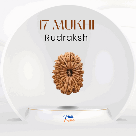 17 Mukhi Rudraksha