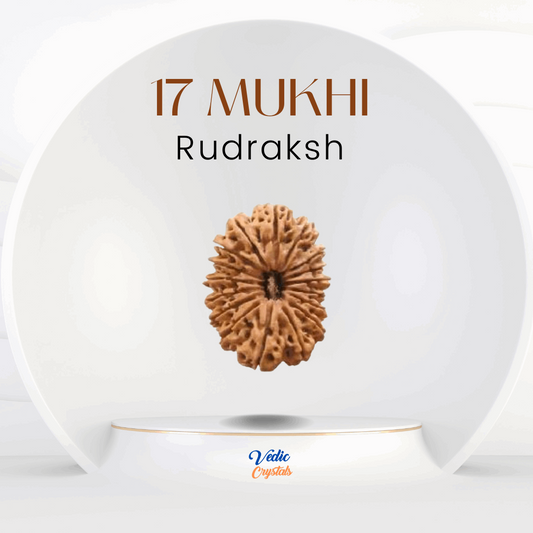 17 Mukhi Rudraksha