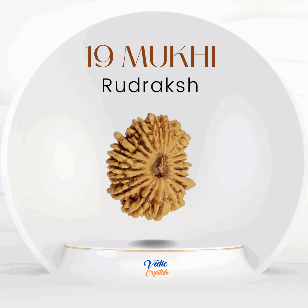 19 Mukhi Rudraksha