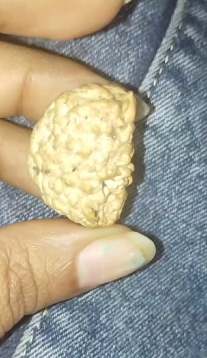 1 Mukhi Rudraksha