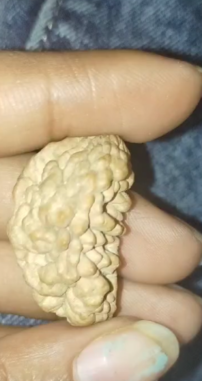 1 Mukhi Rudraksha