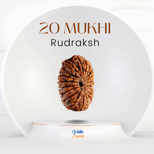 20 Mukhi Rudraksha