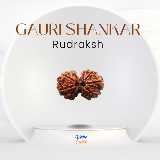 Gauri Shankar Rudraksha | Unified form of Lord Shiva and Goddess Parvati