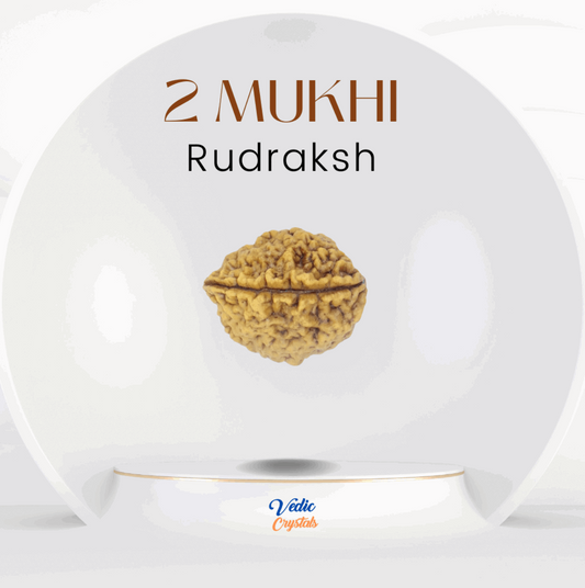 2 Mukhi Natural Rudraksha (Do Mukhi)