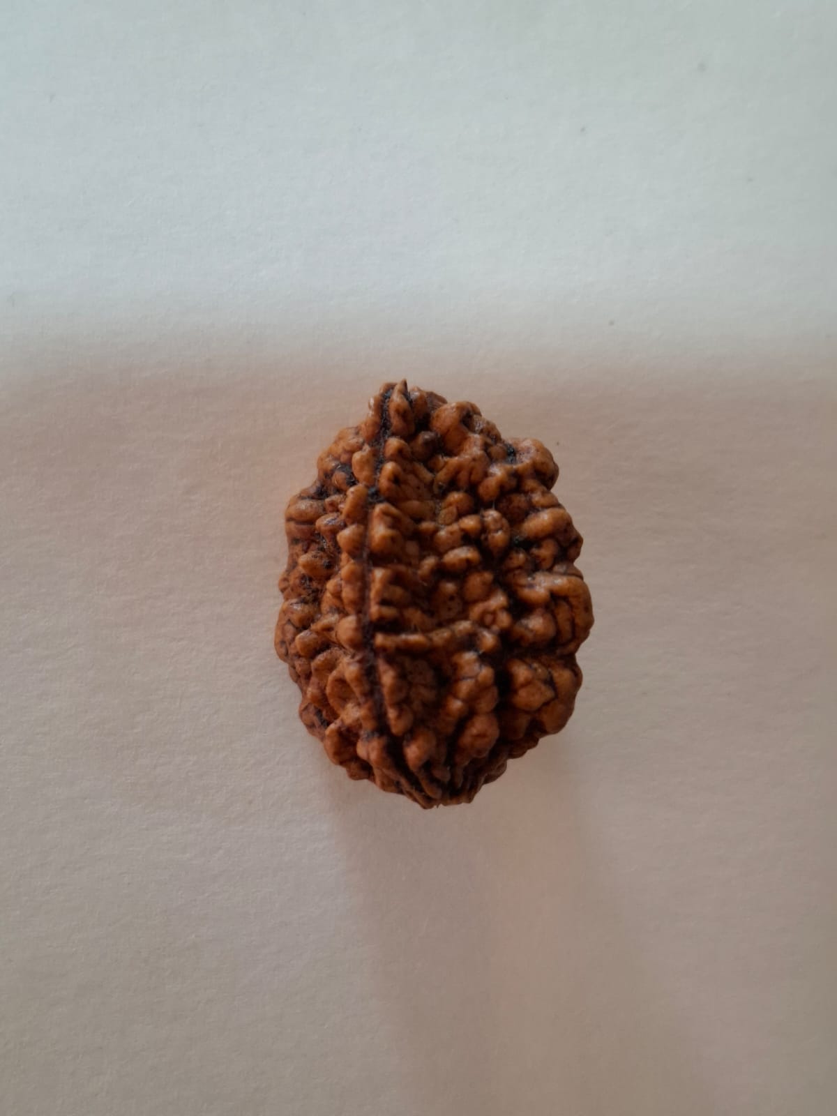 2 mukhi Rudraksha