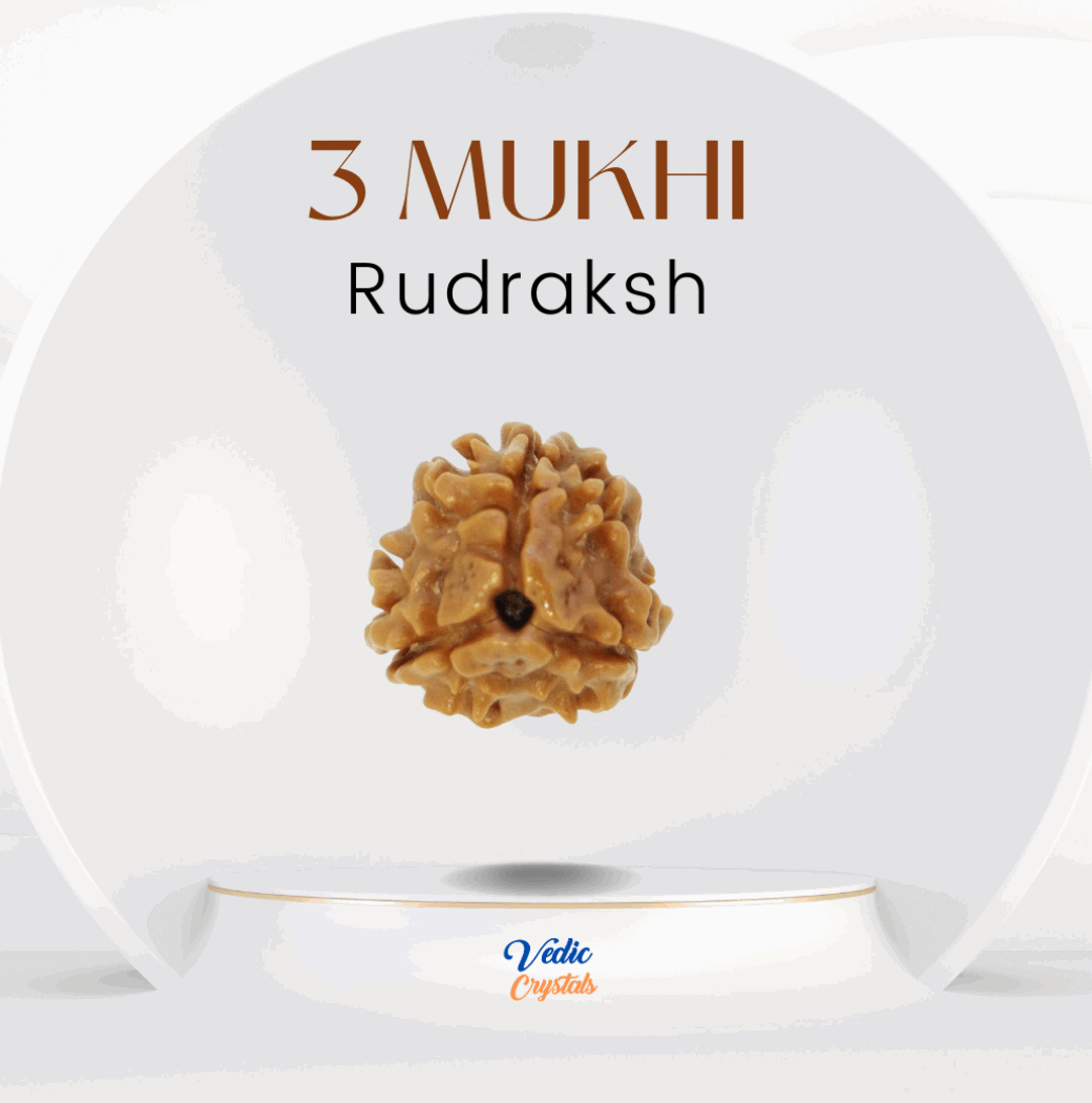 3 (Teen) Mukhi Natural Rudraksha